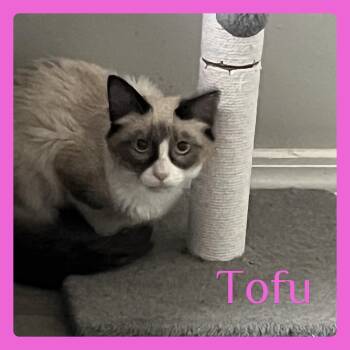 TOFU -  Siamese Cat for Adoption in Lawton, Oklahoma - TOFU | PetCurious