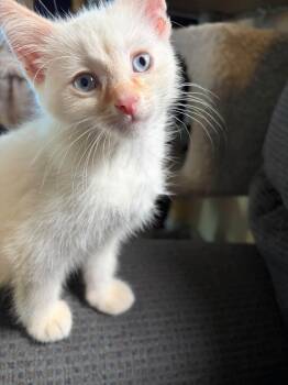 Snow -  Siamese and Domestic Short Hair Cat for Adoption in Cleveland, Ohio - Snow | PetCurious