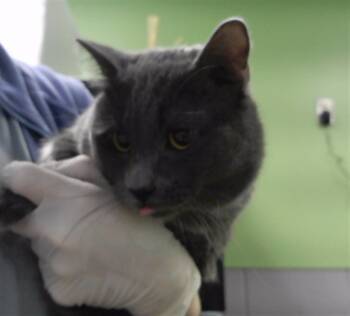 Rescue Domestic Short Hair Cats for Adoption in Omaha, Nebraska - BLIX | PetCurious