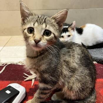 Pompeii -  Domestic Medium Hair Cat for Adoption in Ferndale, Michigan - Pompeii | PetCurious