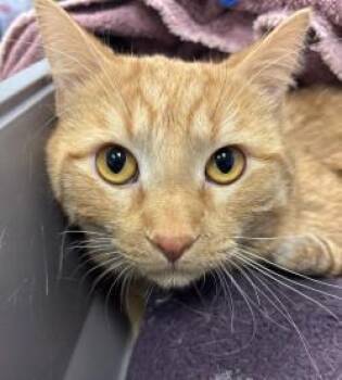 Domestic Short Hair Cats Available for Adoption - Iggy | PetCurious