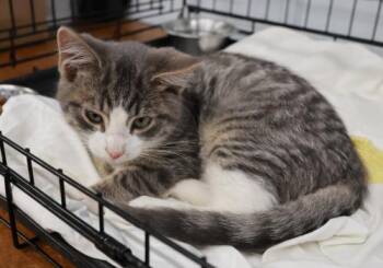 Sitnik -  Domestic Short Hair Cat for Adoption in Thief River Falls, Minnesota - Sitnik | PetCurious