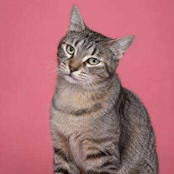 Dominique -  Domestic Short Hair Cat for Adoption in Houston, Texas - Dominique | PetCurious