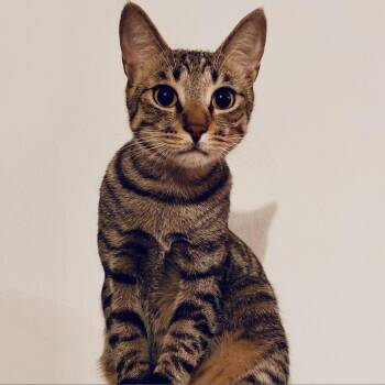 Rescue Domestic Short Hair Cats for Adoption in Fort Worth, Texas - Happy | PetCurious