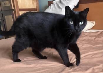 Rescue Domestic Short Hair Cats for Adoption in Montreal, Quebec - Choupette | PetCurious