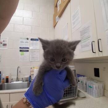 Domestic Short Hair Cats Available for Adoption in Auburn, Alabama - Daisy | PetCurious