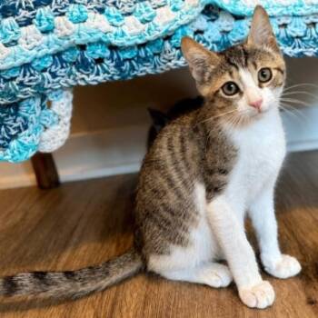 Pele Little Legend -  Tabby and Domestic Short Hair Cat for Adoption in Friendswood, Texas - Pele Little Legend | PetCurious