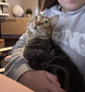 Benji -  Domestic Short Hair Cat for Adoption in Wheaton, Illinois - Benji | PetCurious