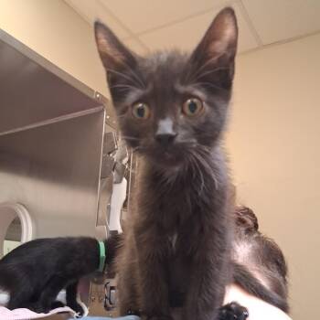 Leo -  Domestic Short Hair Cat for Adoption in York, Pennsylvania - Leo | PetCurious