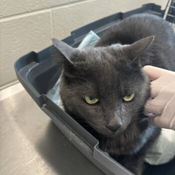 Fran -  Domestic Short Hair Cat for Adoption in Council Bluffs, Iowa - Fran | PetCurious