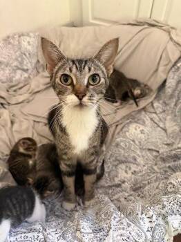 Bea -  Domestic Short Hair Cat for Adoption in Raleigh, North Carolina - Bea | PetCurious