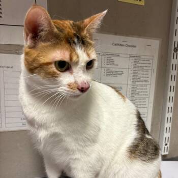 Callie -  Domestic Short Hair Cat for Adoption in Yuma, Arizona - Callie | PetCurious