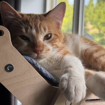 Rescue Domestic Short Hair Cats for Adoption in Washougal, Washington - Kronk | PetCurious