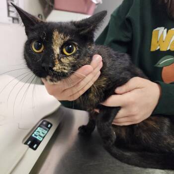 Domestic Short Hair Cats Available for Adoption in Charleston, West Virginia - Hootie | PetCurious