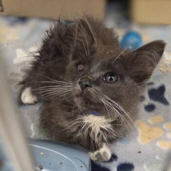 Marco -  Domestic Long Hair and Domestic Short Hair Cat for Adoption in Westland, Michigan - Marco | PetCurious