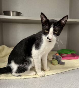 -Whiskey -  Domestic Medium Hair Cat for Adoption in Red Bluff, California - -Whiskey | PetCurious