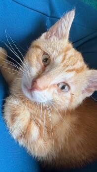Swirl (White) -  Domestic Short Hair Cat for Adoption in Clarksville, Tennessee - Swirl (White) | PetCurious