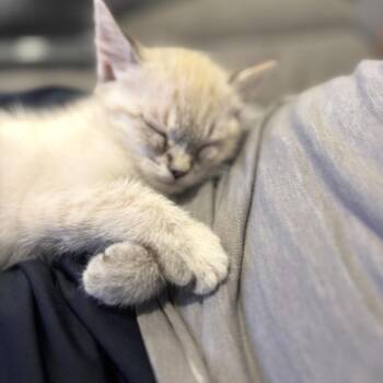 Siamese Cats Available for Adoption in Tustin, California - Sky | PetCurious