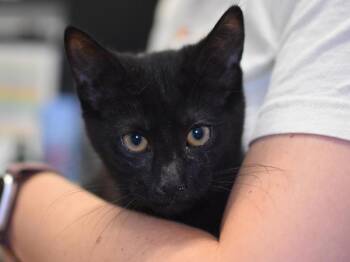 Coal -  Domestic Medium Hair Cat for Adoption in Portland, Oregon - Coal | PetCurious