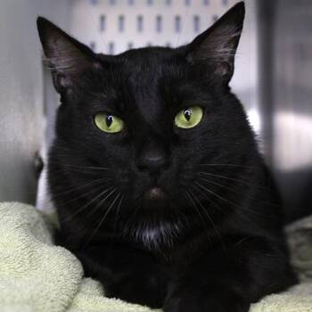 Domestic Short Hair Cats Available for Adoption in Hopkinton, Massachusetts - Arthur | PetCurious