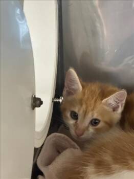 A227035 -  Domestic Short Hair Cat for Adoption in Woodland, California - A227035 | PetCurious