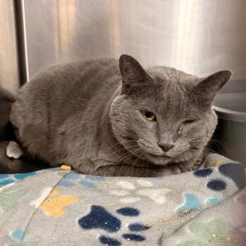 Moon -  Domestic Short Hair Cat for Adoption in New York, New York - Moon | PetCurious
