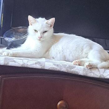 Ivory -  Domestic Short Hair Cat for Adoption in Belleville, Illinois - Ivory | PetCurious