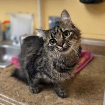 Terra Luna -  Domestic Medium Hair and Domestic Short Hair Cat for Adoption in Westland, Michigan - Terra Luna | PetCurious