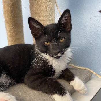 Dandy -  Domestic Short Hair Cat for Adoption in Choteau, Montana - Dandy | PetCurious