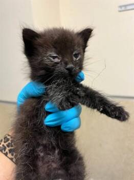 A1934302 -  Domestic Short Hair Cat for Adoption in Riverside, California - A1934302 | PetCurious