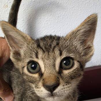 Bosah -  Domestic Short Hair Cat for Adoption in Desert Hot Springs, California - Bosah | PetCurious