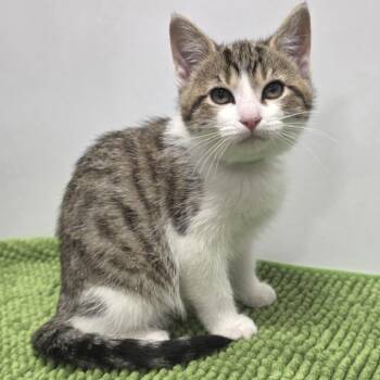 American Shorthair Cats Available for Adoption in Fort Wayne, Indiana - Java Moss | PetCurious