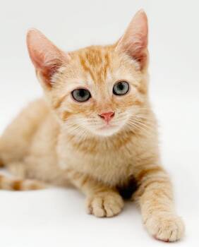 Ezra is soooo sweet and sooo filled with sunshine -  Tabby Cat for Adoption in Bedford Hills, New York - Ezra Is Soooo Sweet And Sooo Filled With Sunshine | PetCurious