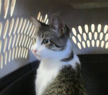 Rescue Domestic Short Hair Cats for Adoption in Ocala, Florida - ORANGE | PetCurious