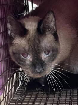 Domestic Short Hair Cats Available for Adoption in San Antonio, Texas - Lucario | PetCurious
