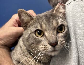 Saylor -  Domestic Short Hair Cat for Adoption in Columbus, Indiana - Saylor | PetCurious