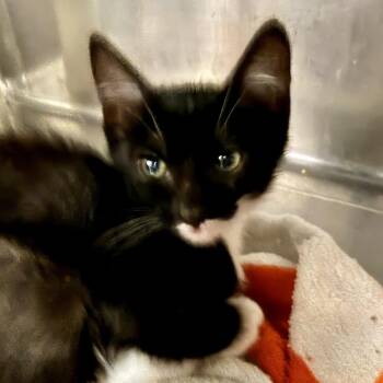 Domestic Short Hair Cats Available for Adoption in Palm Springs, California - Cora | PetCurious
