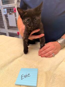 Evie -  Domestic Short Hair Cat Available for Adoption in Vancouver, Washington - Evie | PetCurious
