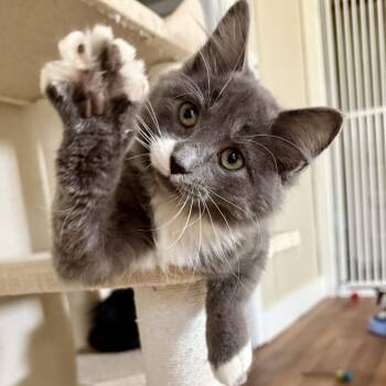 Joy -  Domestic Medium Hair Cat for Adoption - Joy | PetCurious