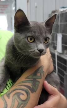 Malcom -  Domestic Short Hair Cat for Adoption in Hillsdale, Indiana - Malcom | PetCurious
