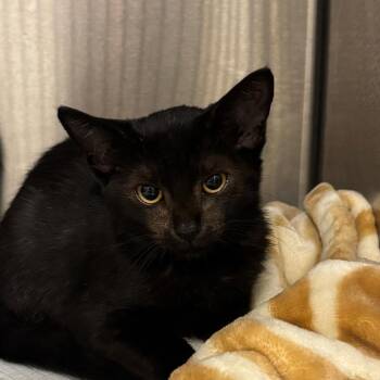 Isra -  Domestic Short Hair Cat for Adoption in Bentonville, Arkansas - Isra | PetCurious