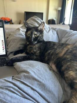 Domestic Short Hair Cats Available for Adoption in Minneapolis, Minnesota - Nola | PetCurious