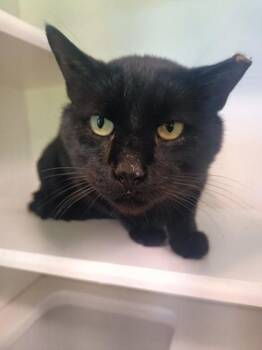 P. Sherman -  Domestic Short Hair Cat for Adoption in Traverse City, Michigan - P. Sherman | PetCurious
