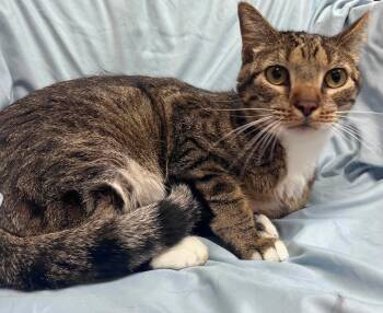 Yurt -  Domestic Short Hair Cat for Adoption in Alexandria, Minnesota - Yurt | PetCurious