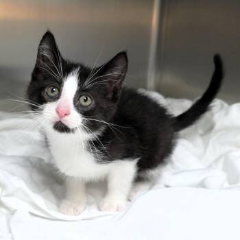 Kenny (grey collar) -  Domestic Short Hair Cat for Adoption in Michigan City, Indiana - Kenny (grey Collar) | PetCurious