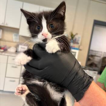 Domino -  Domestic Short Hair Cat for Adoption in Huntington, West Virginia - Domino | PetCurious