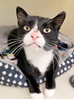 Aatrox -  Domestic Short Hair Cat for Adoption in Menomonie, Wisconsin - Aatrox | PetCurious