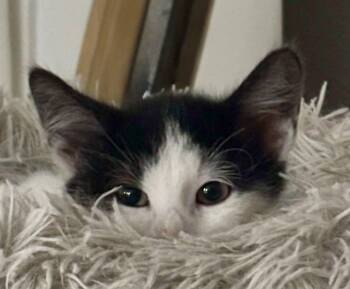 Rescue Domestic Short Hair Cats for Adoption in Chicago, Illinois - Ellis Bonded Pair With Alfie | PetCurious