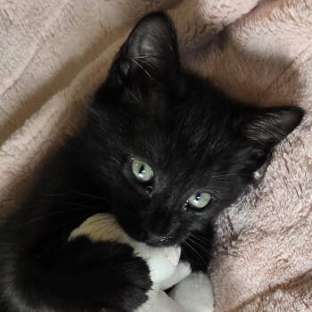 Arwen -  Domestic Short Hair Cat for Adoption in Cumming, Georgia - Arwen | PetCurious