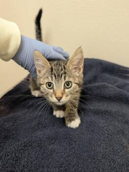 Noodle Mcdoodle -  Domestic Short Hair Cat for Adoption in Sherwood, Oregon - Noodle Mcdoodle | PetCurious